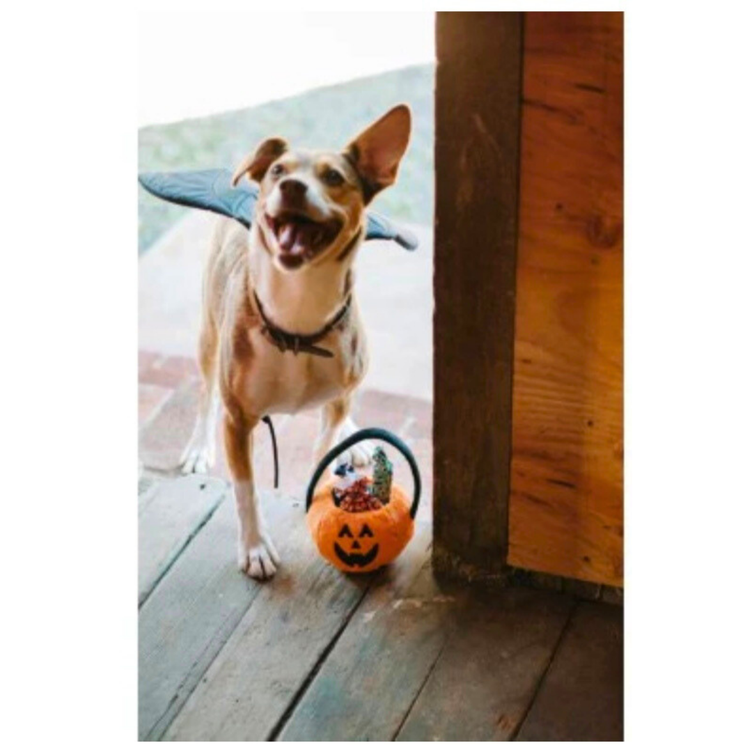 PLAY Howl-o-ween Treat Basket
