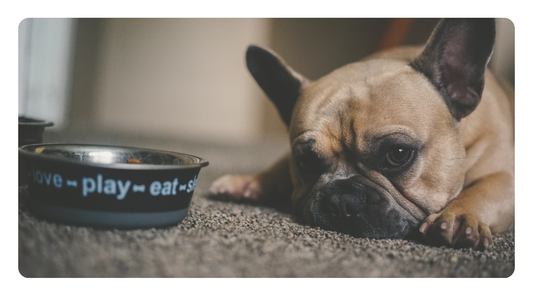 Soothing Your Dog’s Upset Stomach: Nourishing Foods for Digestive Relief