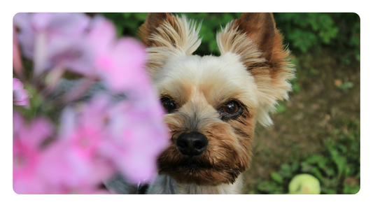How to Support Kidney Health in Dogs Naturally