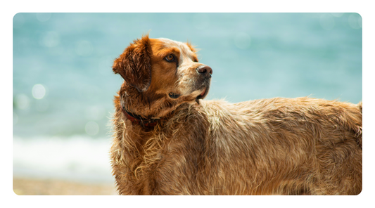 Why Your Dog Keeps Getting UTIs—And How to Stop Them for Good