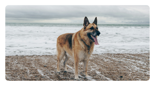 How to Restore Your Dog’s Gut After Antibiotics: Natural Strategies to Rebuild Microbiome Health