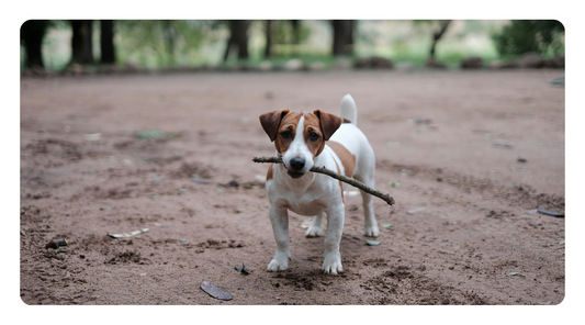 Beginner’s Guide to Holistic Dog Health: Natural Steps to Heal the Gut, Reduce Toxins & Strengthen Immunity