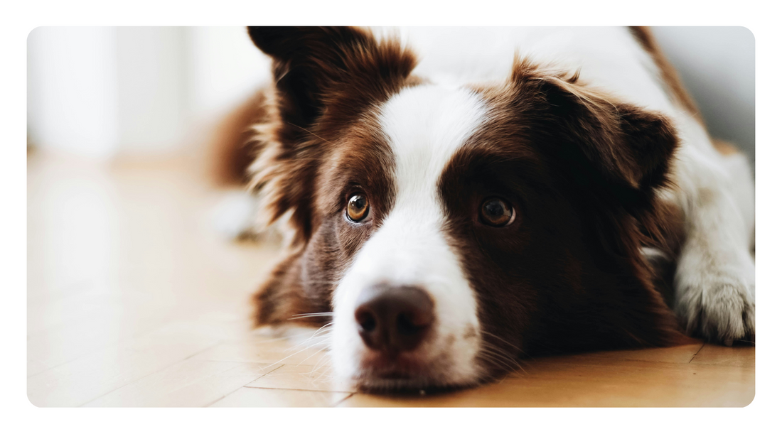Inflammatory Bowel Disease (IBD) in Dogs: Natural Healing Strategies to Manage Symptoms and Support Gut Health