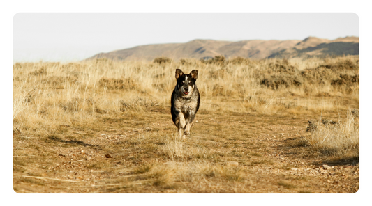 Natural Arthritis Relief for Dogs: Holistic Strategies to Reduce Pain, Inflammation & Restore Mobility