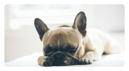 Natural Liver Support for Dogs Using Food & Herbs