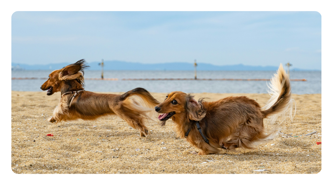 How to Read a Certificate of Analysis for a Pet Supplement
