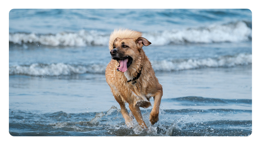 How to Tell if Your Dog's Fish Oil Has Gone Rancid