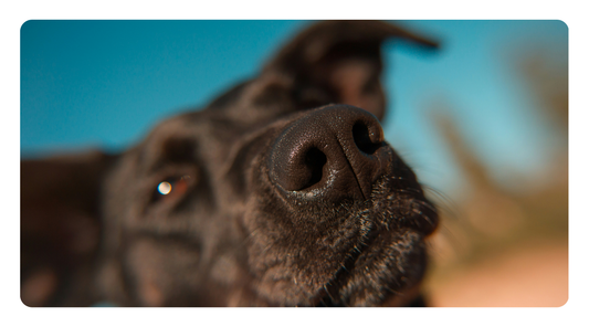 Yeast vs. Allergies in Dogs: How to Tell the Difference
