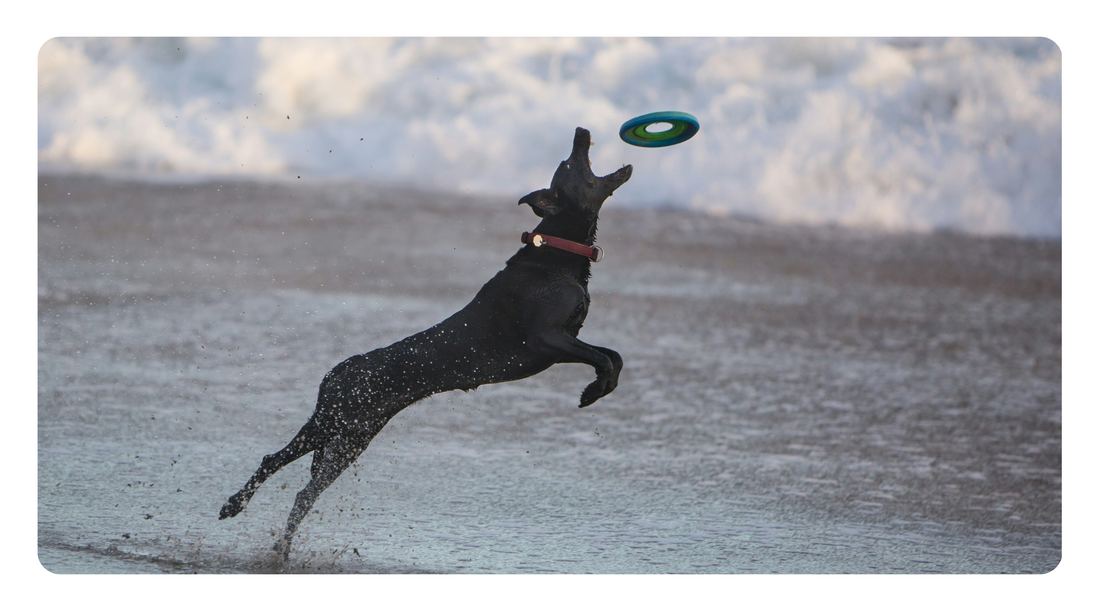 Glucosamine Sulfate vs. HCl: Which Form Should Your Dog Get?