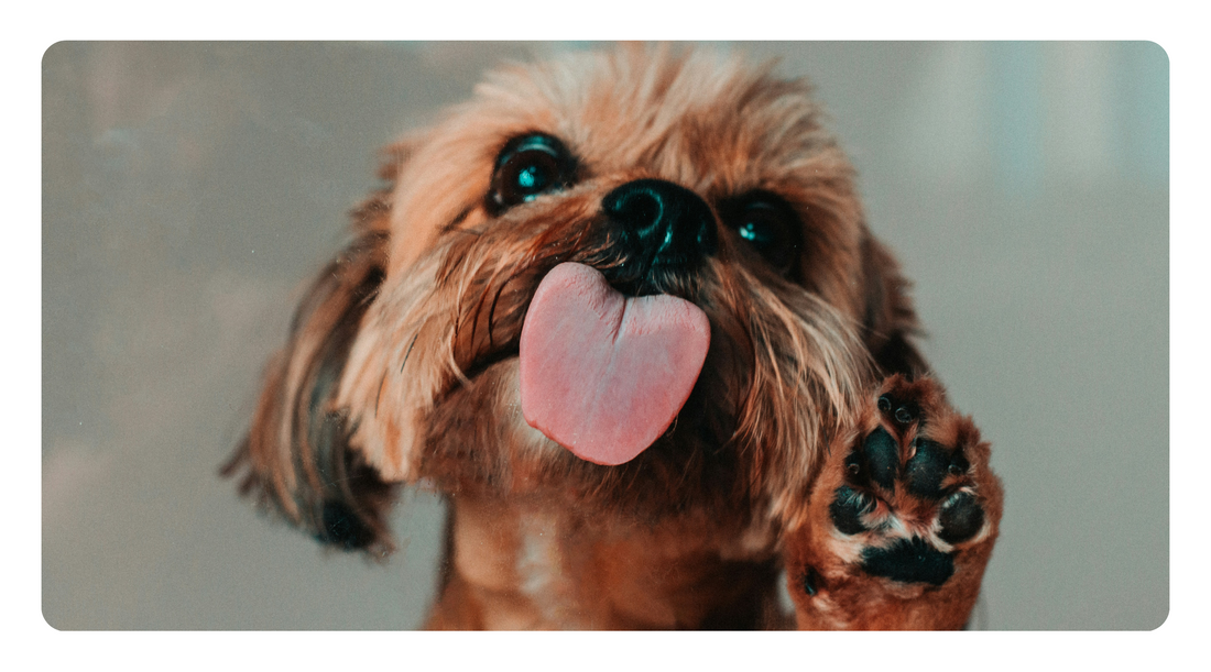 The Best and Worst Foods for Healing Your Dog’s Gut