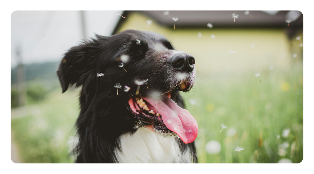 Holistic Guide to Healing Dog Allergies: Natural Remedies for Long-Term Relief
