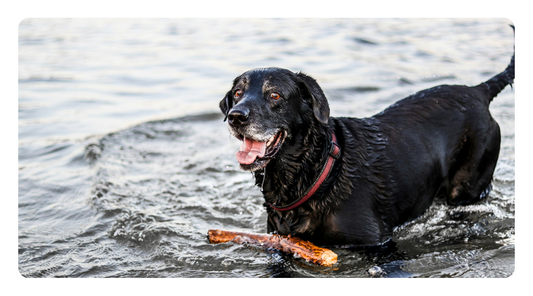 Signs of Chronic Dehydration in Dogs and How to Fix It
