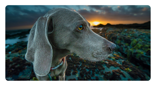How to Naturally Help Detox Heavy Metals from Your Dog’s Body