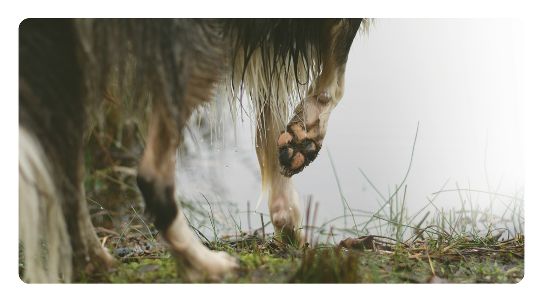 Natural Paw Care for Dogs: How to Protect Your Dog’s Paws from Toxins, Allergens & Damage
