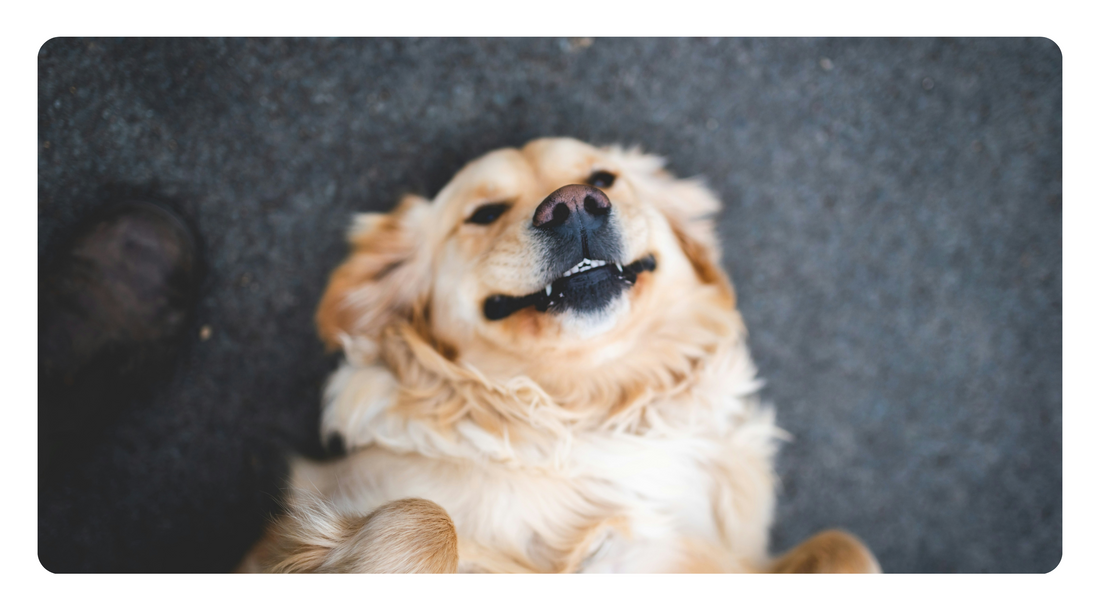 Is Raw Feeding Enough for Dental Health? What You Need to Know