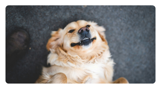 Is Raw Feeding Enough for Dental Health? What You Need to Know