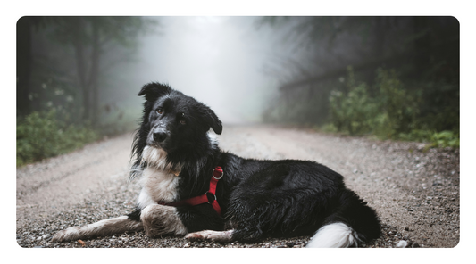 Herbal & Nutritional Support for Anxious Dogs