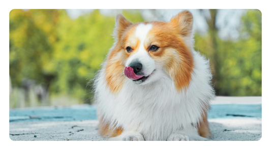 Chronic Loose Stools in Dogs—A Gut-Healing Protocol