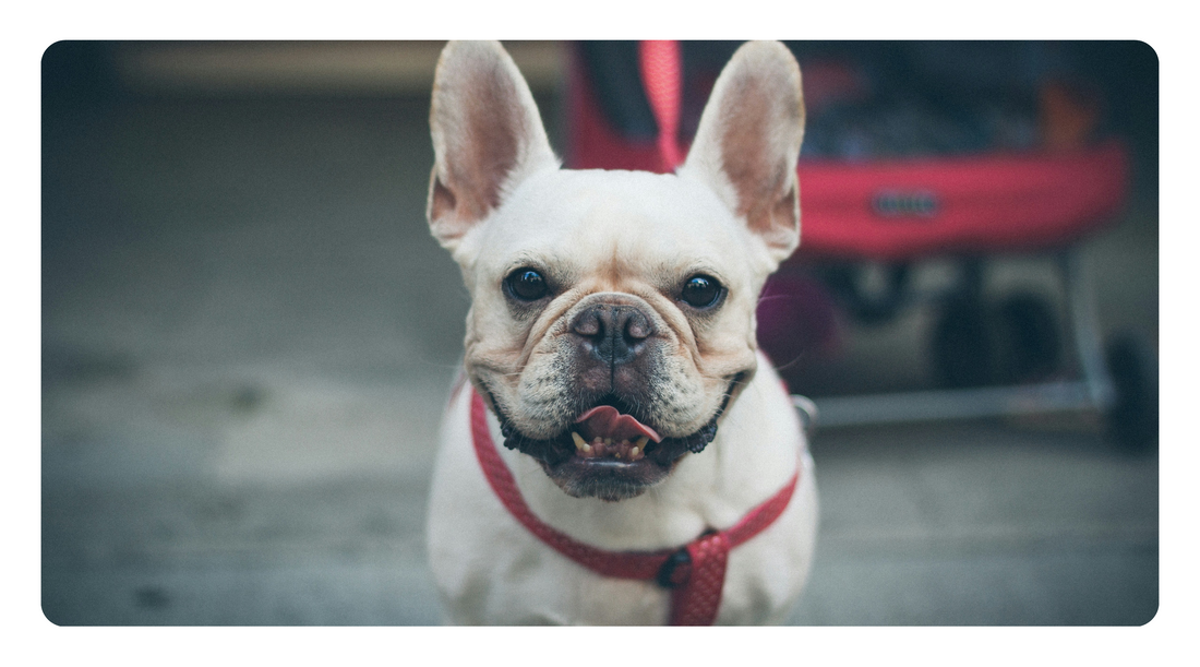 Liver Support for Dogs: The Key to Better Detox Pathways