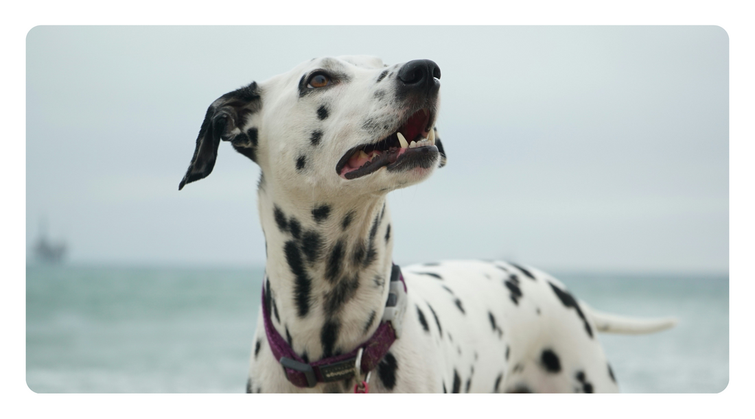 How to Strengthen Your Dog’s Skin Barrier Naturally