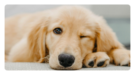 How to Start Detoxing Your Dog’s Environment