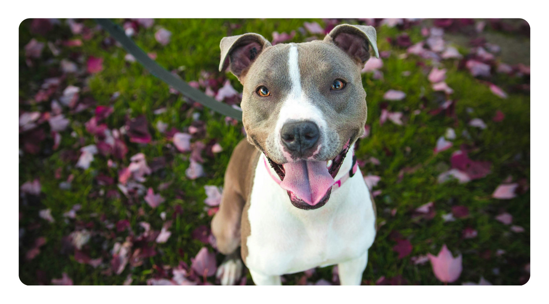 Brain Health & Dementia Prevention for Aging Dogs