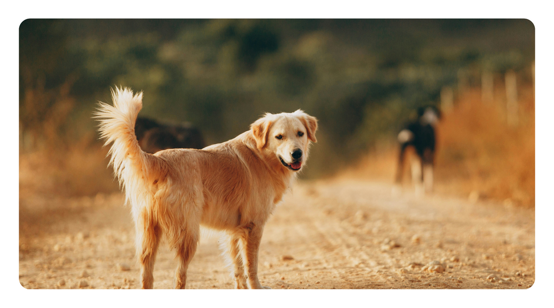 Essential Nutrients Every Dog Needs