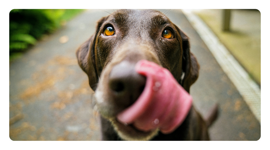 Boosting Your Dog's Detox Systems: Superfoods for Liver, Gut, and Kidney Health