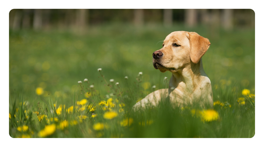 Boosting Your Dog's Heart Health Naturally: The Power of Heart-Healthy Herbs