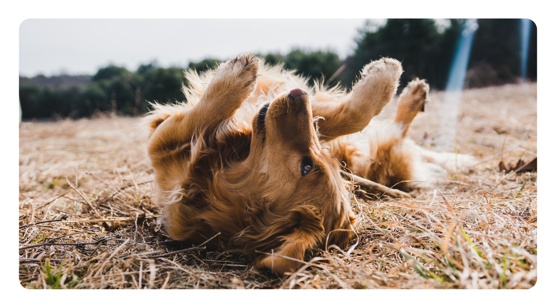 Natural Relief for Environmental Allergies: Holistic Remedies for an Itch Free Dogs