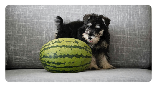 Guardians of the Cell: Antioxidant-Rich Foods for Your Dog's Optimal Health and Longevity