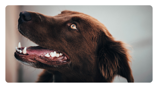 From Fresh Breath to Heart Health: The Vital Importance of Dental Care for Dogs