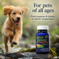 Sustenance Herbs Green Lippies | New Zealand Green-Lipped Mussel Oil