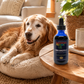 Sustenance Herbs Aging Gracefully | Senior Dog Vitality Tincture