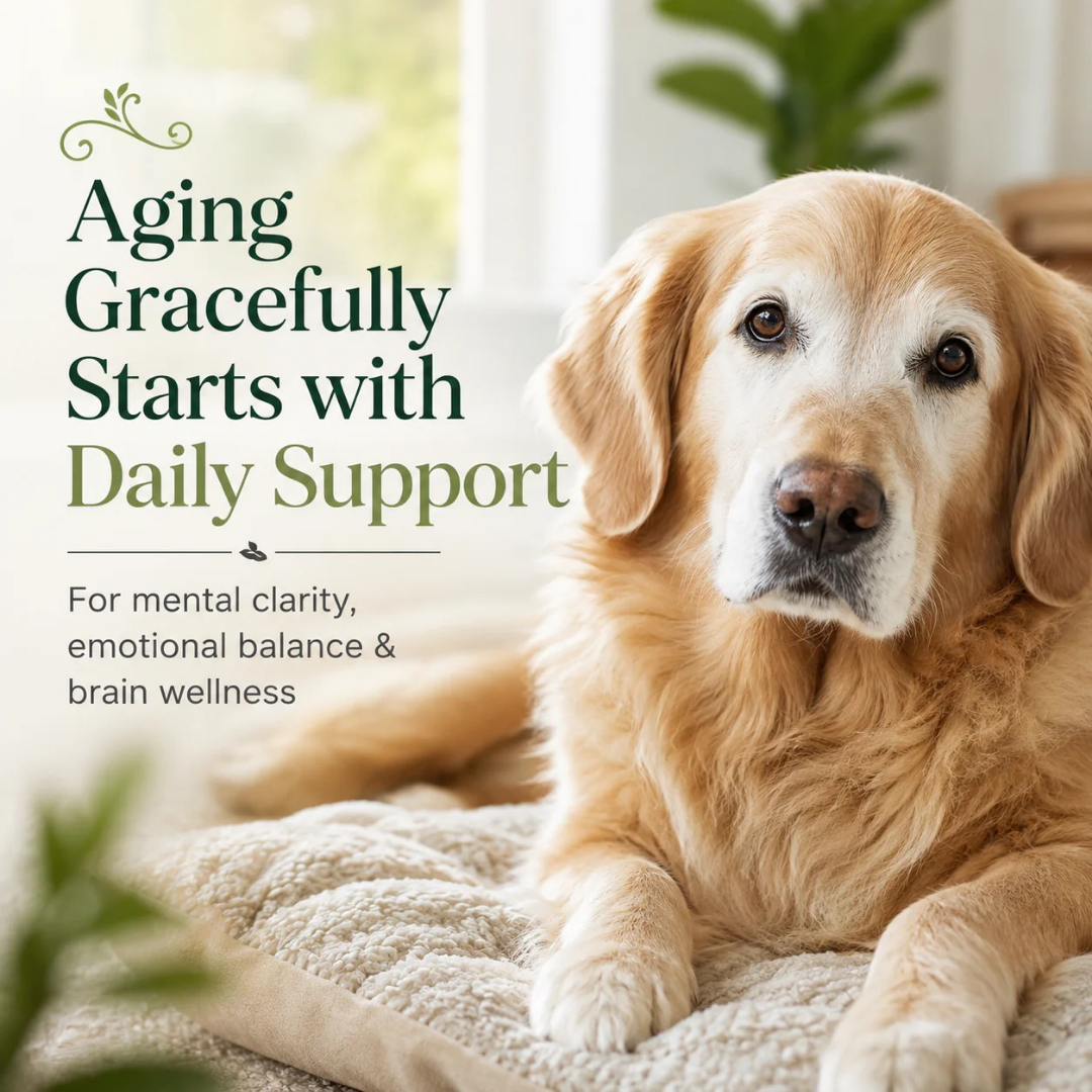 Sustenance Herbs Cognitive Function | Natural Brain Support for Senior Dogs