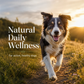 Sustenance Herbs AntiBacT | Natural Organic Herbal Antibacterial Support