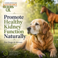 Sustenance Herbs Kidney Works | Organic Herbal Kidney Support Drops for Senior + Aging Dogs