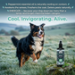 4-Legger Organic Deodorizing Spray | Energize