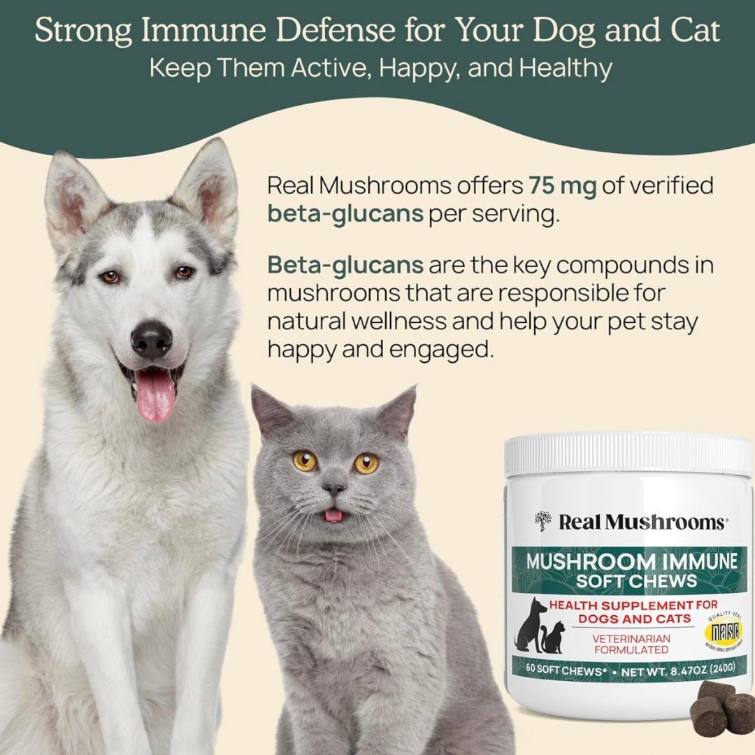 Real Mushrooms Immune Chews