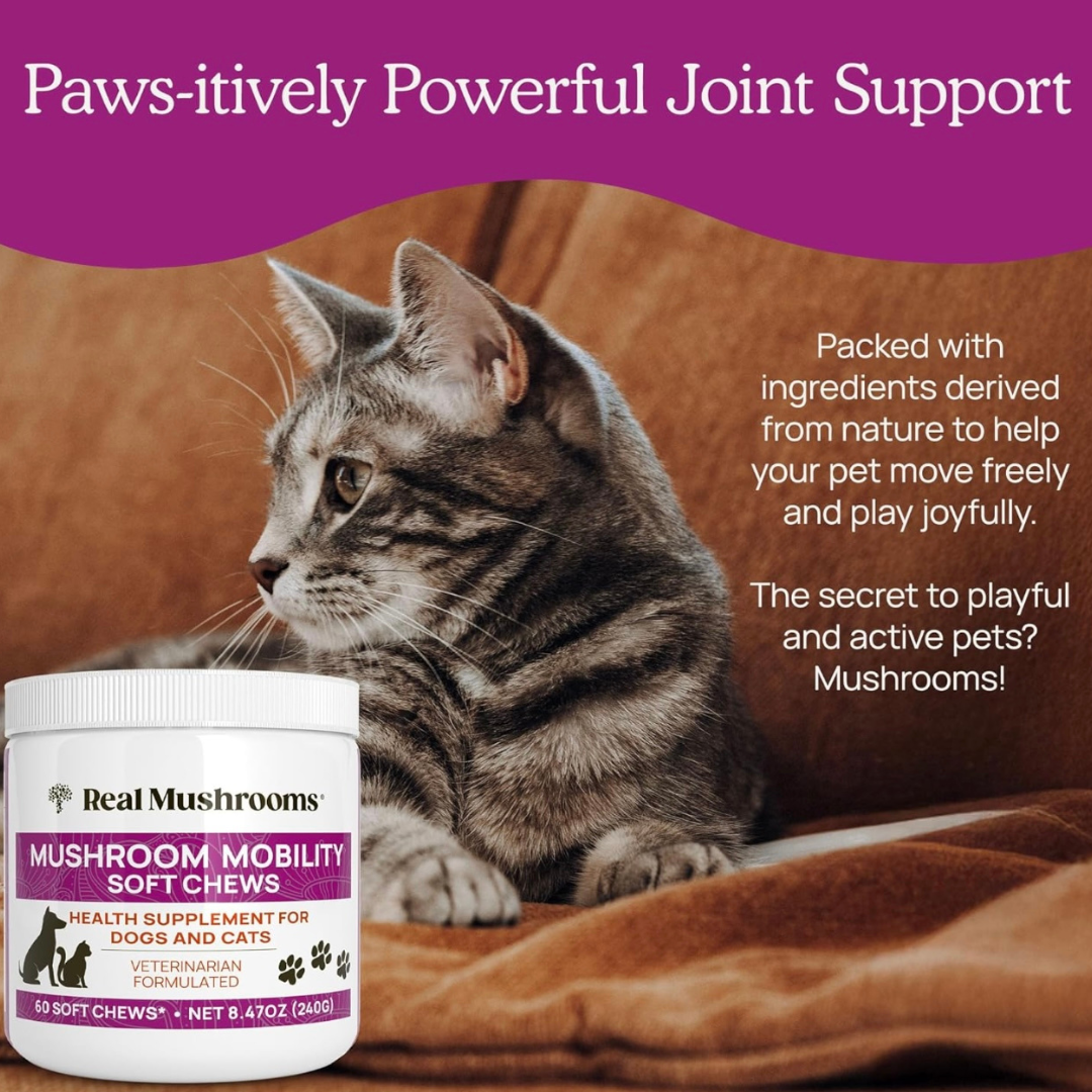 Real Mushrooms Mobility Chews