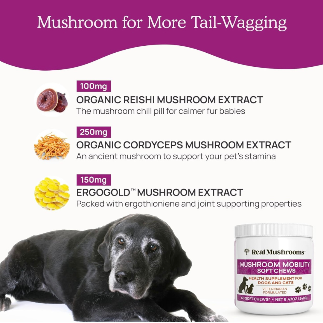 Real Mushrooms Mobility Chews