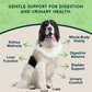 Dandelion Herbal Tonic | Organic Liver + Kidney Support
