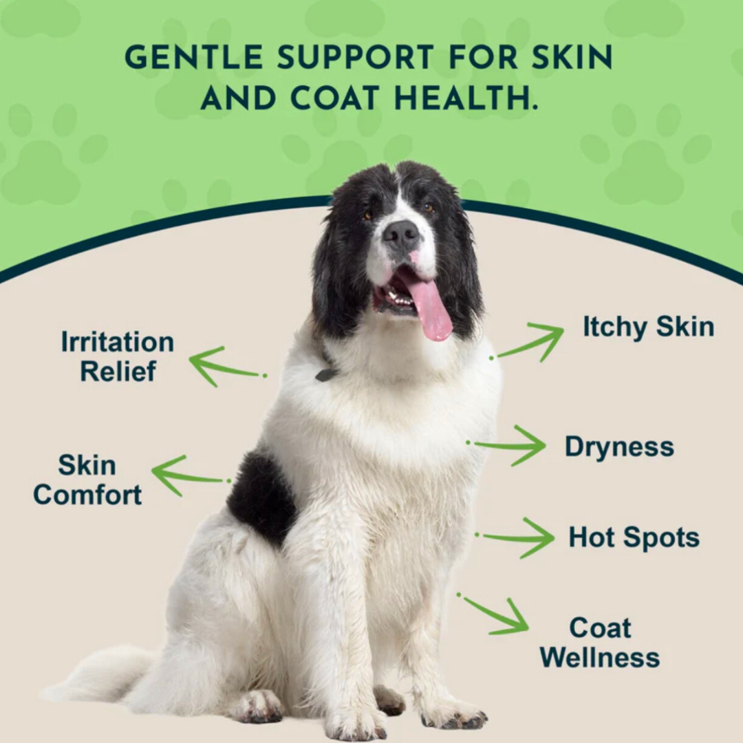Animal Essentials Fidoderm Herbal Spray | Soothes + Supports Skin Healing
