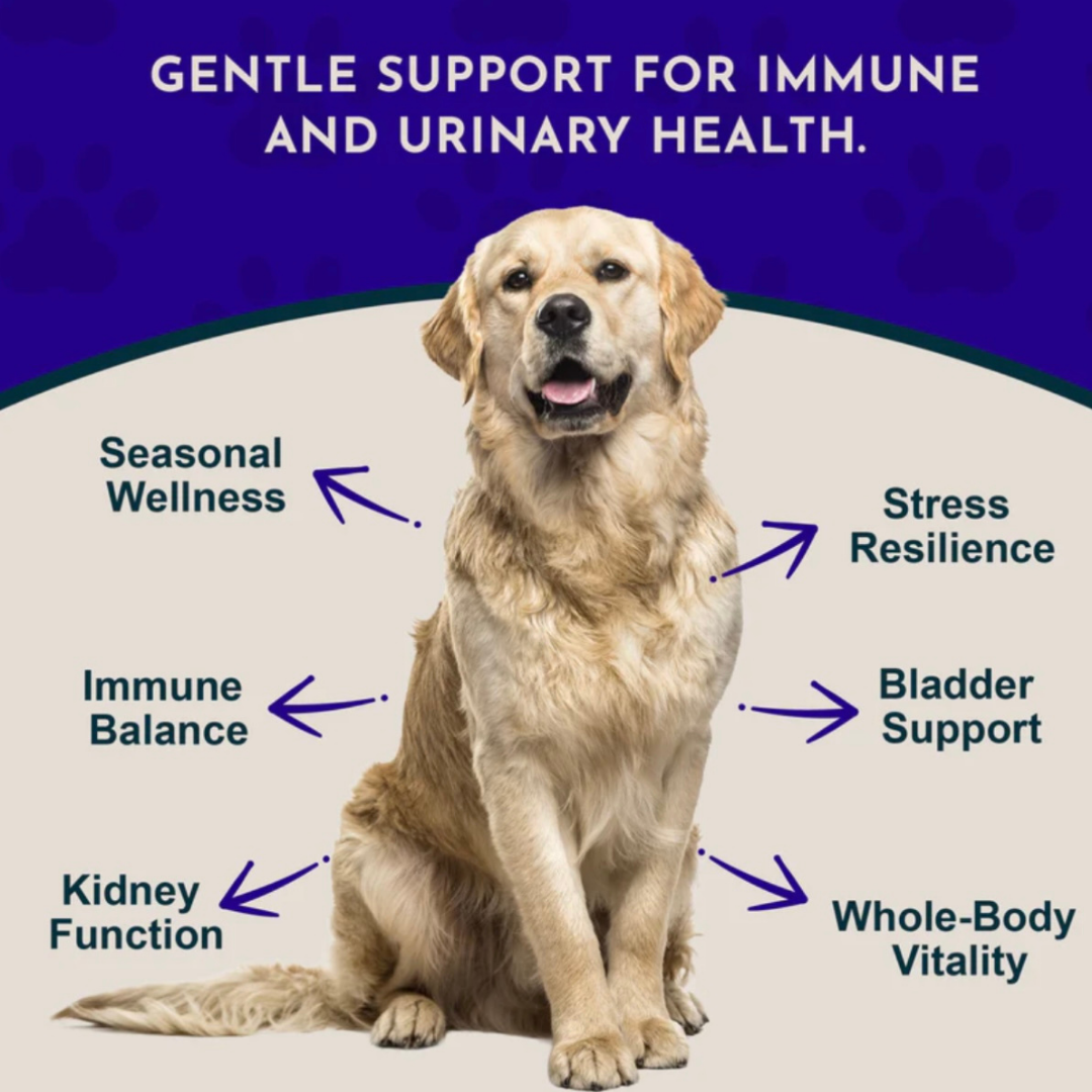 Animal Essentials Astragalus | Immune + Kidney Support
