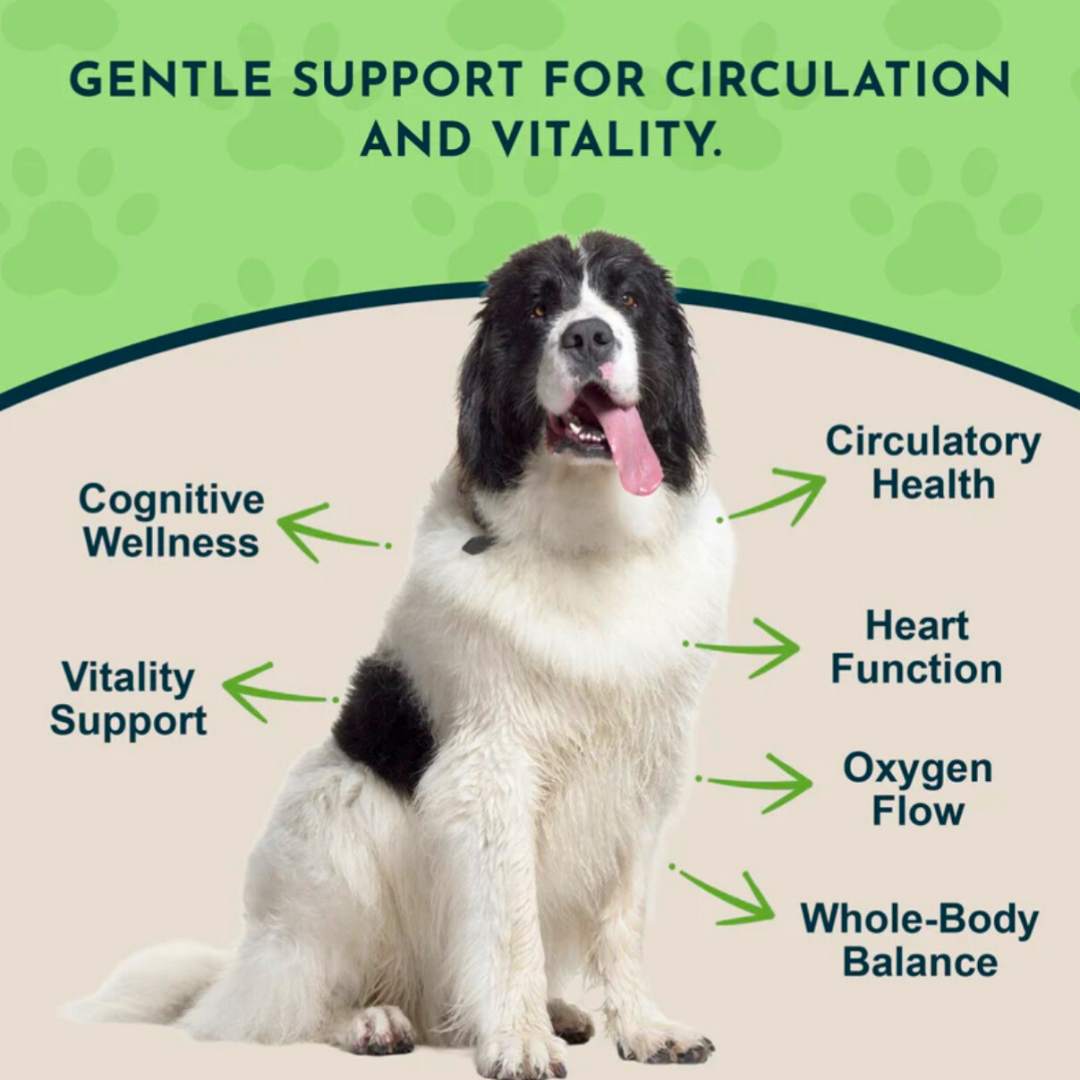 Animal Essentials Ginkgo | Cognitive Support + Healthy Brain Function