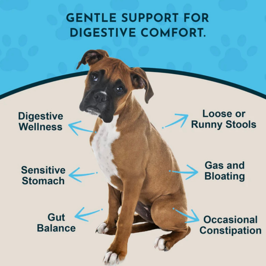 Healthy Gut | Digestive Health + Microbiome Support