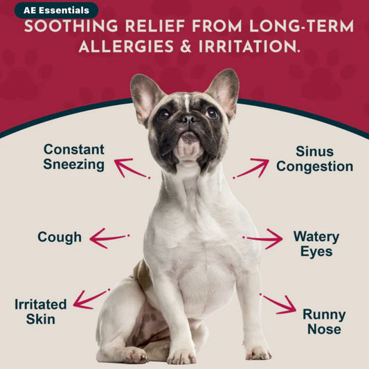 Animal Essentials Seasonal Allergy Powder | Natural Histamine + Allergy Relief