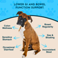 Animal Essentials Colon Rescue Powder | Soothing Digestive Support