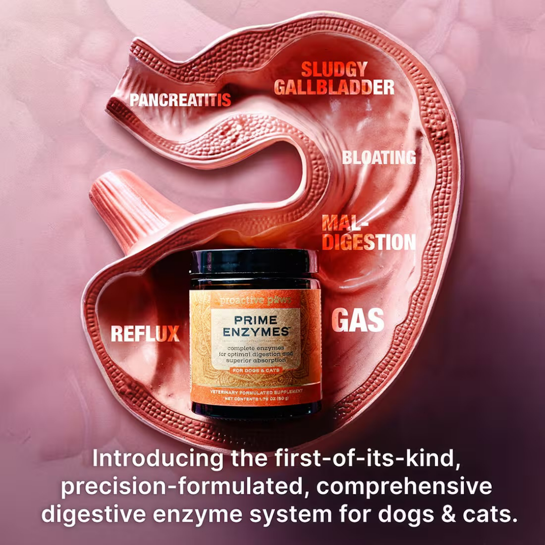 Proactive Paws Prime Enzymes | Natural Full-Spectrum Digestive Enzymes by Dr. Karen Becker