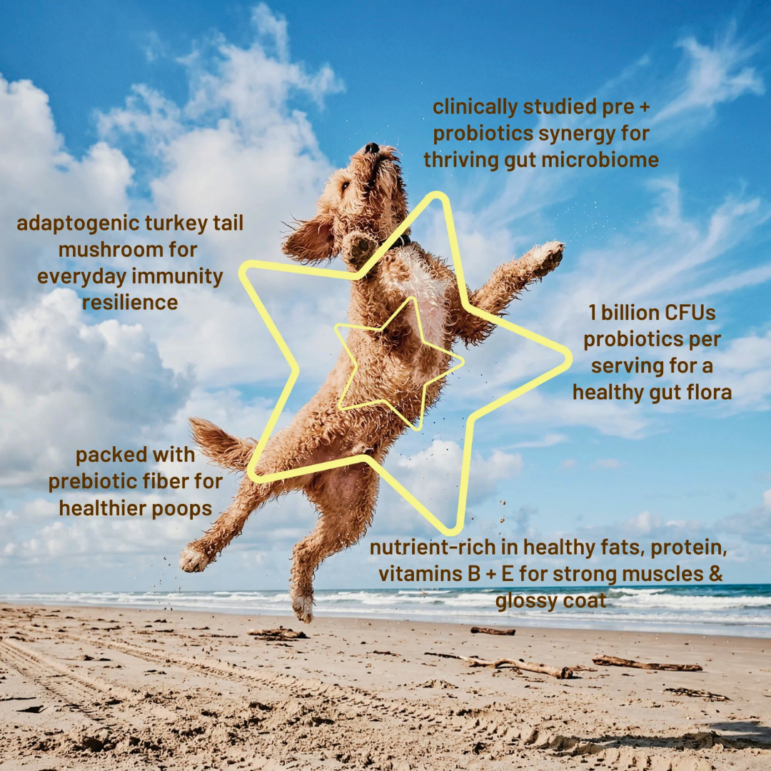 Dogs Love Peanut Butter | Natural Organic Superfood Peanut Butter